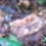 Mayat Membusuk di Situgunung, Ditemukan Warga yang Sedang Mancing Mayat Membusuk di Situgunung, Ditemukan Warga yang Sedang Mancing