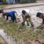 Sukseskan Swasembada Pangan, Anggota Koramil 0607-04/Kota Sukabumi Utara Dampingi Petani Tanam Padi