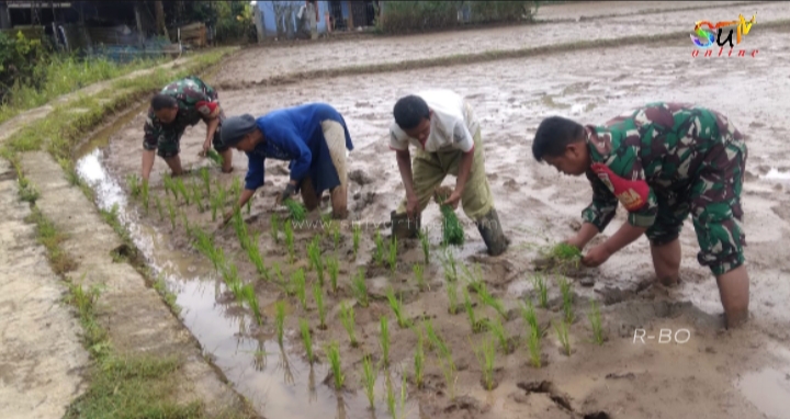 Sukseskan Swasembada Pangan, Anggota Koramil 0607-04/Kota Sukabumi Utara Dampingi Petani Tanam Padi