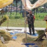 Babinsa Sirnaresmi Koramil 09/Cisaat Dampingi Petani Pokta Mandiri 2 Panen Padi
