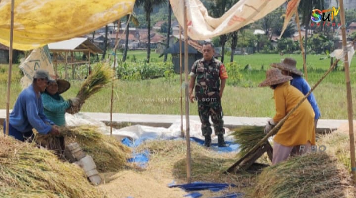 Babinsa Sirnaresmi Koramil 09/Cisaat Dampingi Petani Pokta Mandiri 2 Panen Padi