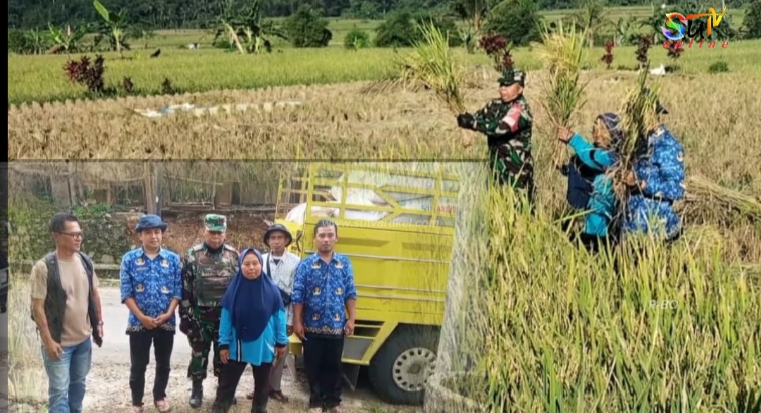 Babinsa Desa Cikujang Koramil 09/Cisaat Dampingi Serap Gabah Poktan Pelita IV oleh Mitra Bulog