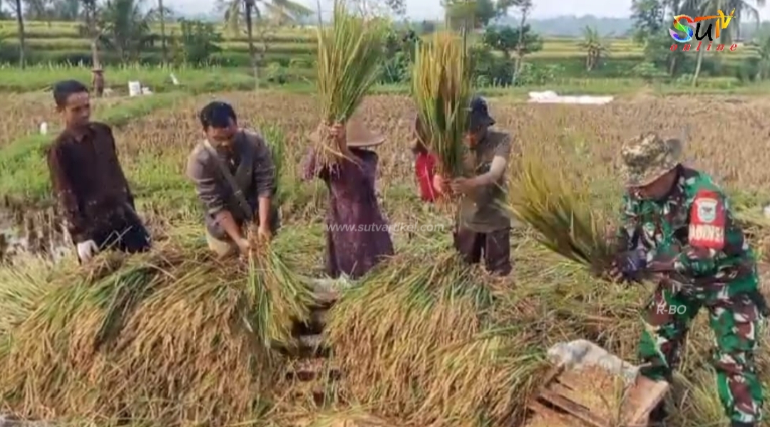 Babinsa Koramil 09/Cisaat Dampingi Penyerapan Gabah Petani oleh Mitra Bulog