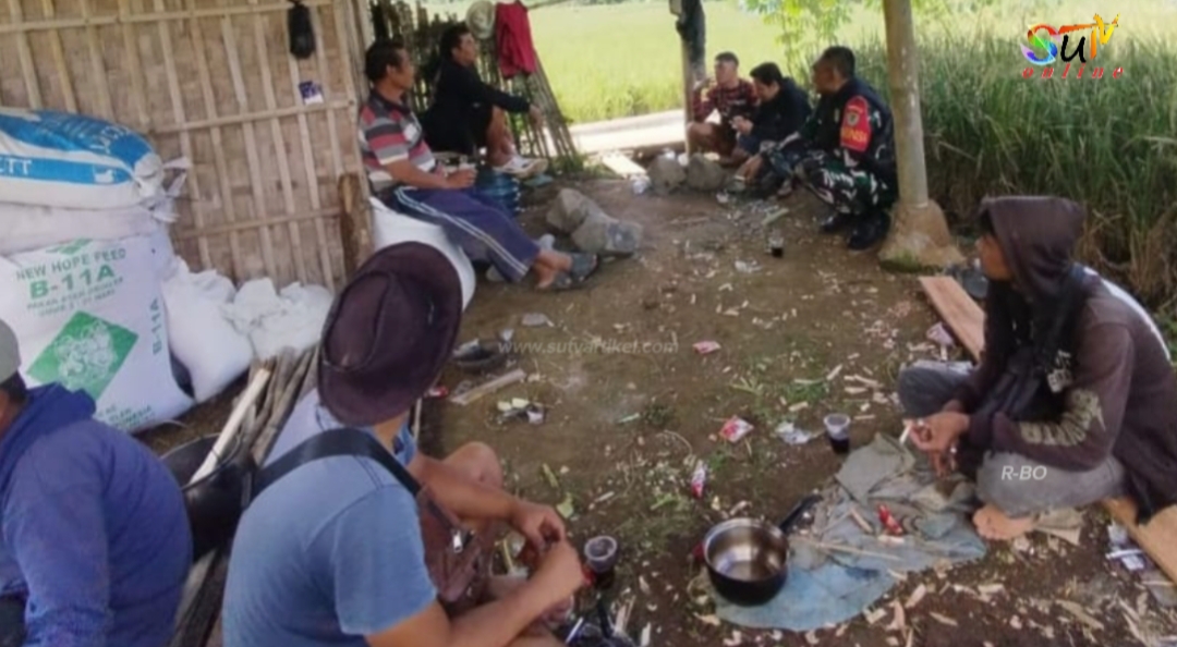 Komsos Dengan Petani Sayur, Bentuk Dukungan Babinsa Cikahuripan Koramil 09/Cisaat Terhadap Ketahanan Pangan Lokal