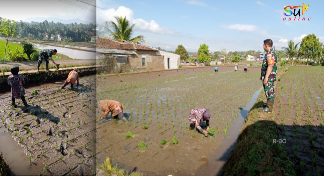 Babinsa Kutasirna Koramil 09/Cisaat Bantu Petani Tingkatkan LTT Padi di Kecamatan Cisaat