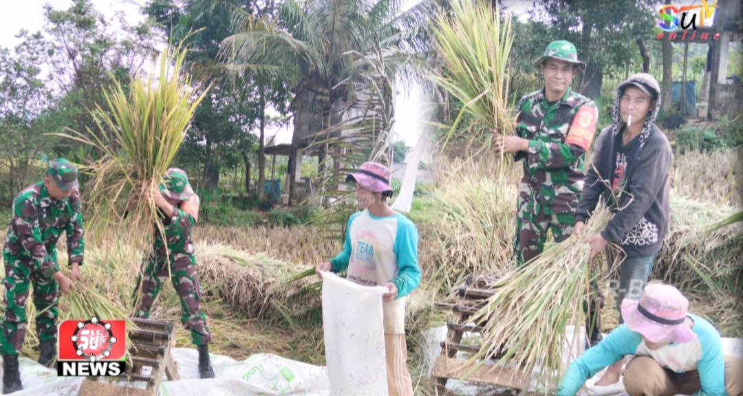 Babinsa Cikujang Koramil 09/Cisaat Dampingi Serapan Gabah Poktan Jajaway Mukti Tani