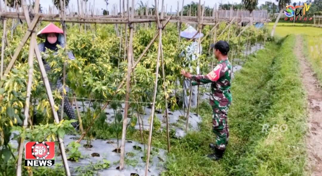 Babinsa Desa Cipetir Bantu Petani Perawatan Kebun Cabai Rawit di Wilayah Binaan