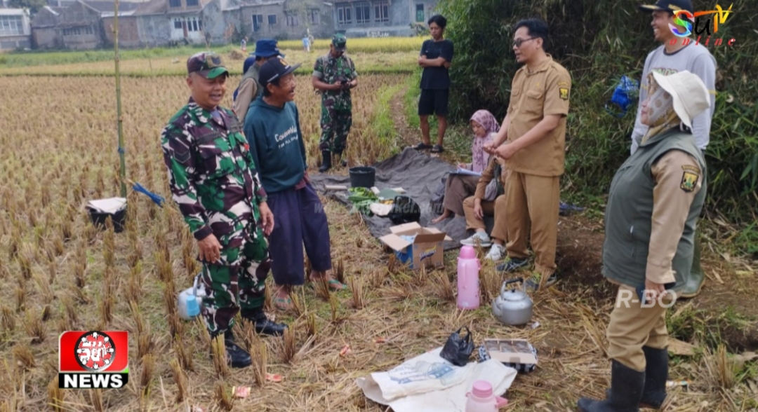 Dukung Ketahanan Pangan Nasional, Babinsa Sukaresmi Bersama PPL Komsos Bersama Petani