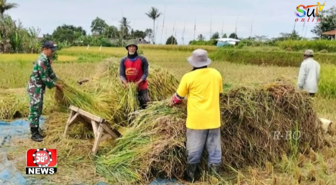 Sukseskan Ketahanan Pangan, Babinsa Koramil 0709/Cisaat Bantu Petani Panen Padi